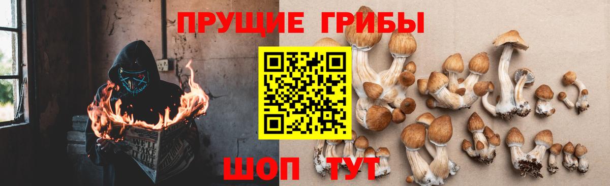 Псилоцибиновые грибы мицелий Октябрьский